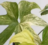 Anthurium Pédatoradiatum Var TC Précommande