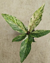 Anthurium Hookerii Pink Var TC Précommande