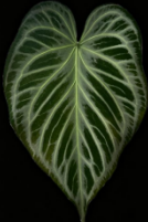 Anthurium Crackled Vein 66 X Silver Blush TC Précommande