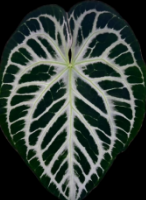 Anthurium Crackled Vein 66 X Silver Blush TC Précommande