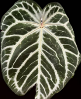 Anthurium Red Queen 4 X Red Eve 88 TC Précommande