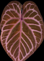 Anthurium Red Queen 4 X Red Eve 88 TC Précommande