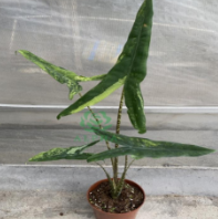 Alocasia Tigrina Superba Var TC Précommande
