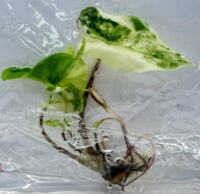 Alocasia Tigrina Superba Var TC Précommande