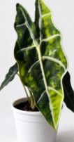 Alocasia Golden Shield Var TC Précommande (polly x watsoniana)
