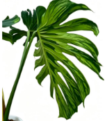 Monstera Deliciosa Tattoo TC précommande