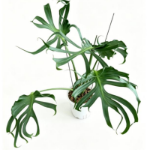 Monstera Deliciosa Unniiae TC précommande