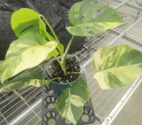Monstera Borsigiana Aurea TC Précommande