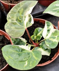 Anthurium Dark Phoenix Albo TC Précommande
