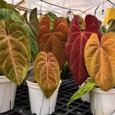 Anthurium Papi peach rawa pink salmon TC précommande