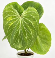 Anthurium KOS Golden Mutation TC précommande