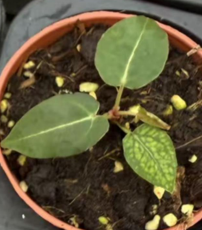Anthurium KOS Golden Mutation TC précommande