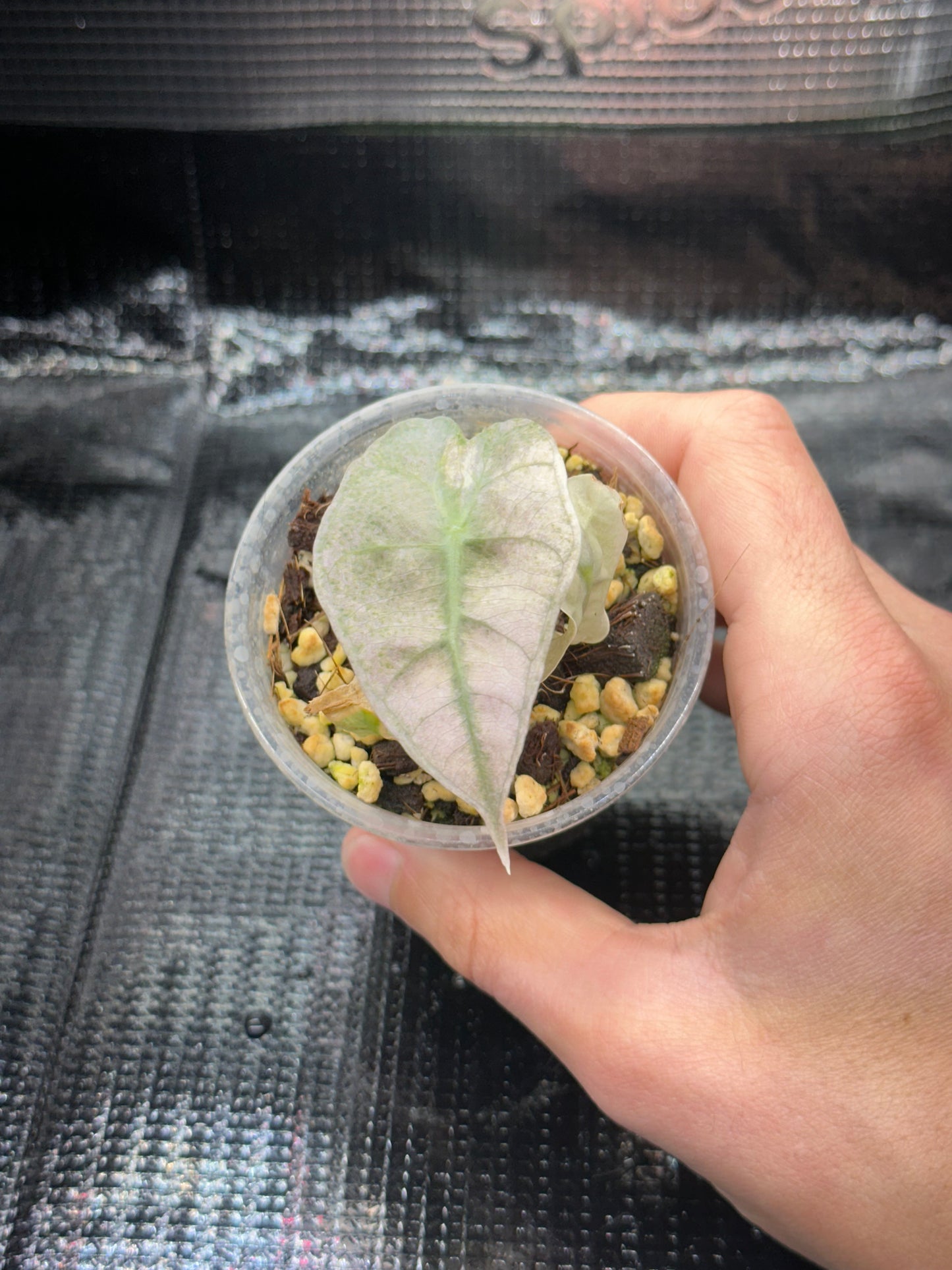 Alocasia Polly Pink Mint