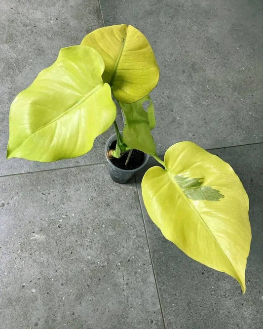 Monstera Lemon Néon Lime (Cheese) TC Précommande