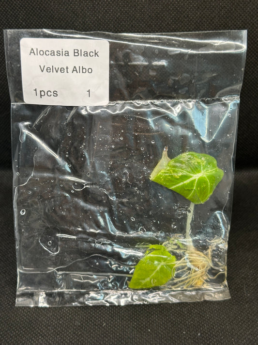 Alocasia Black Velvet White/Pink Var TC