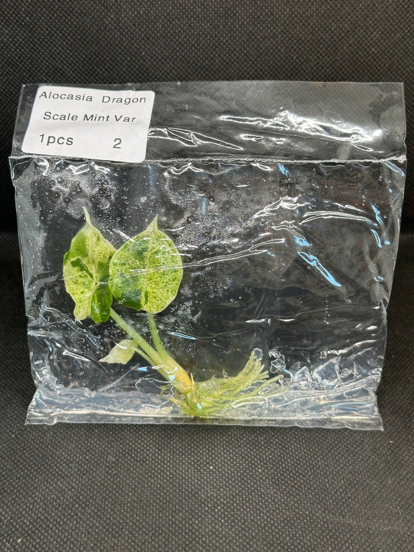 Alocasia dragon scale mint variegata TC