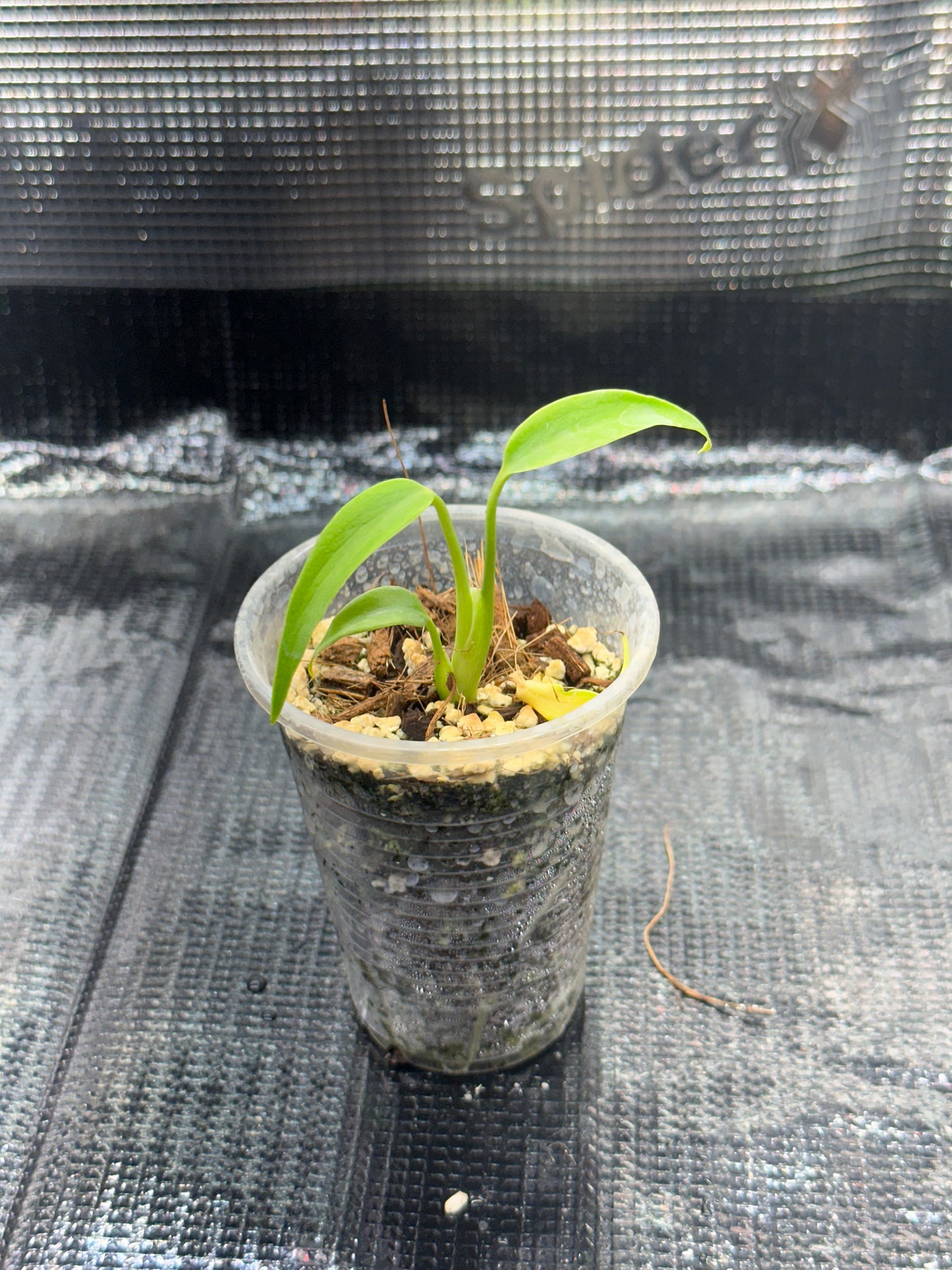 Monstera Burl Marx Flame