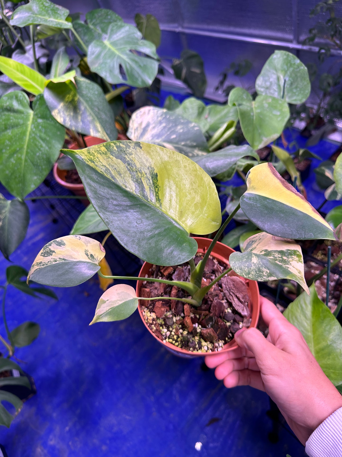 Monstera yellow marilyn