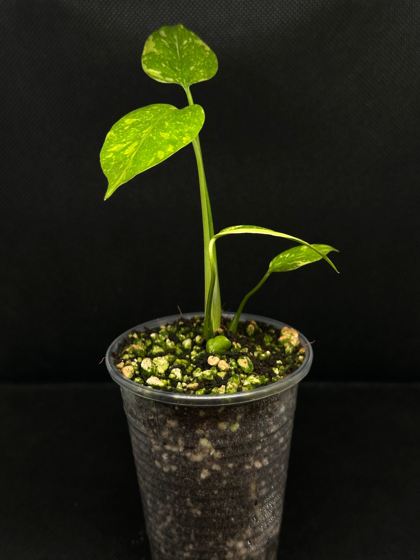 Monstera Electrolight