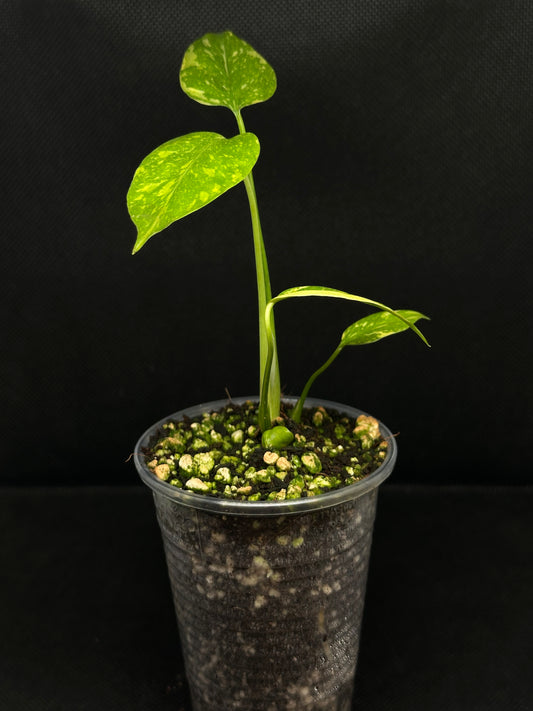Monstera Electrolight