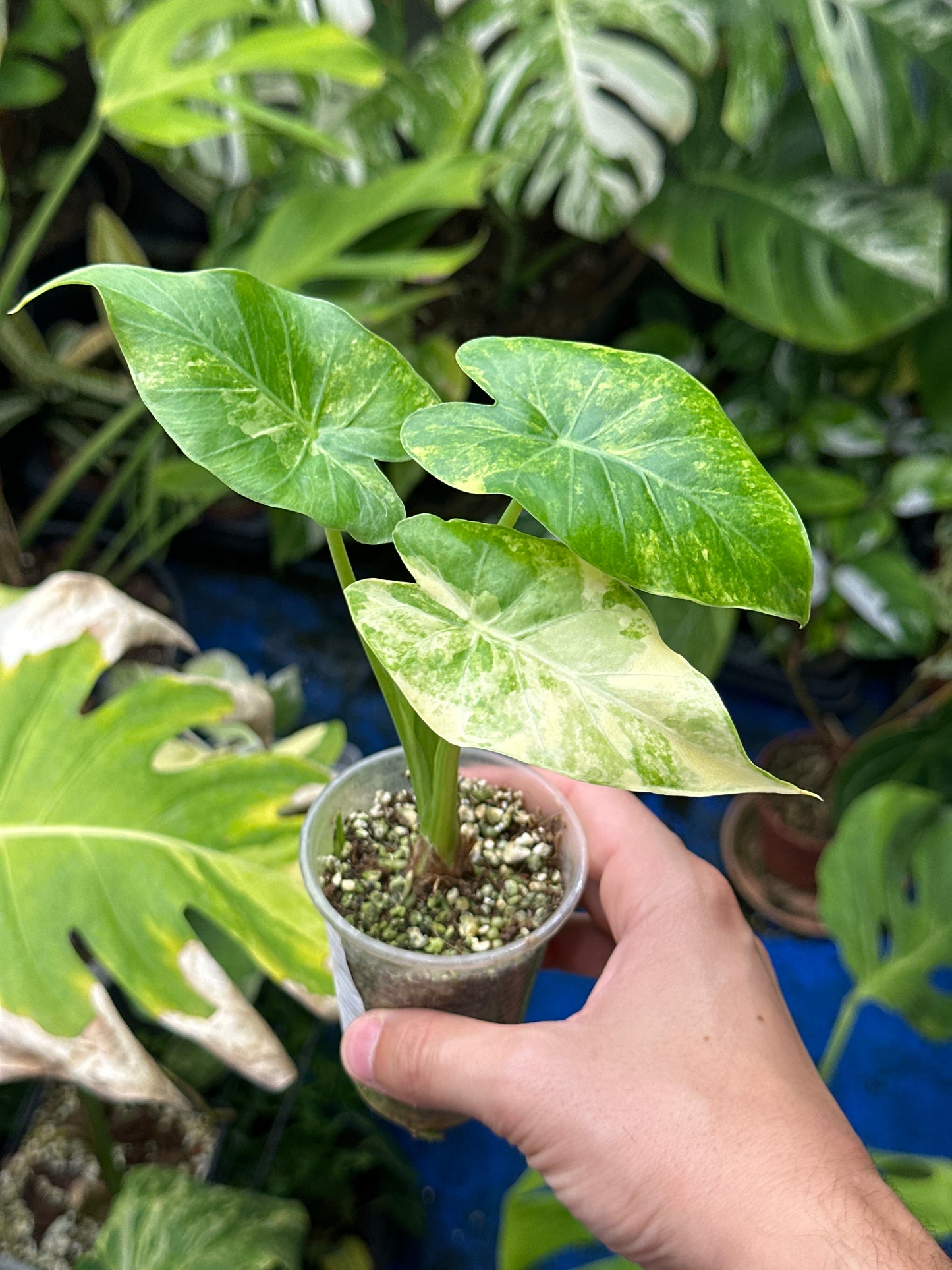 Alocasia gagaena aurea variegata