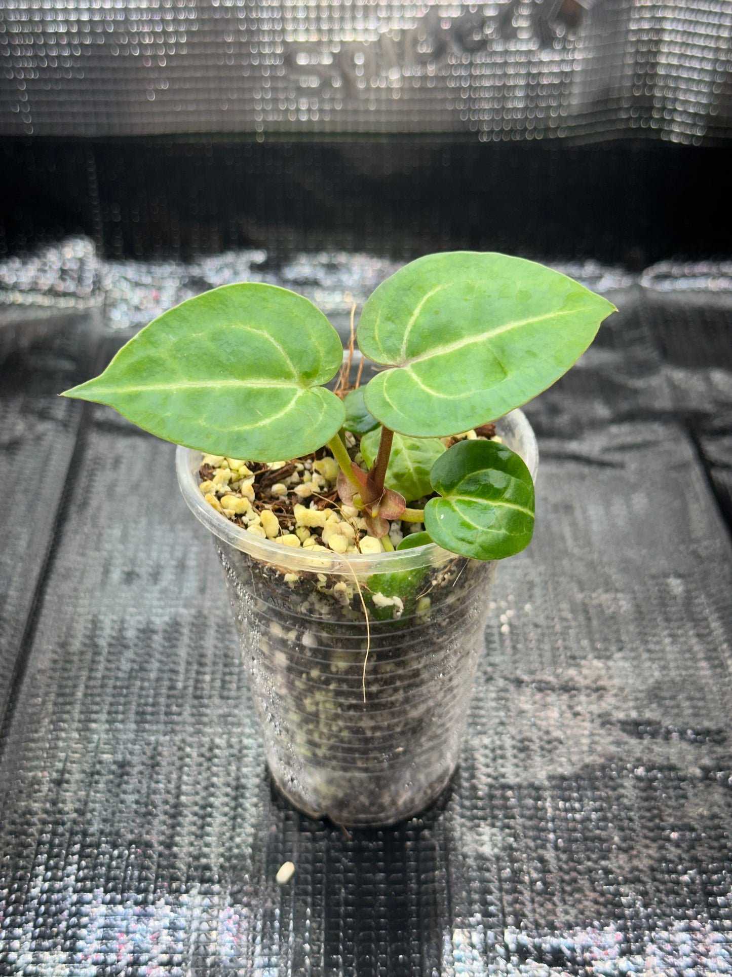 Anthurium Wonderboy X Michelle