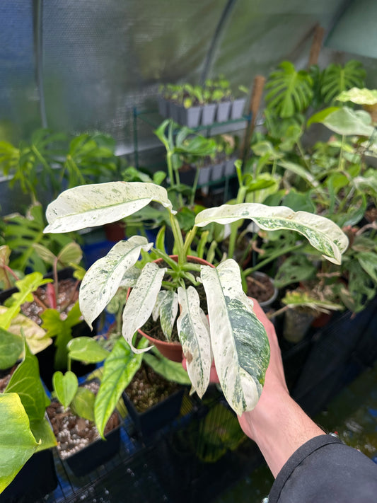 Rhaphidophora Puberula Variegata