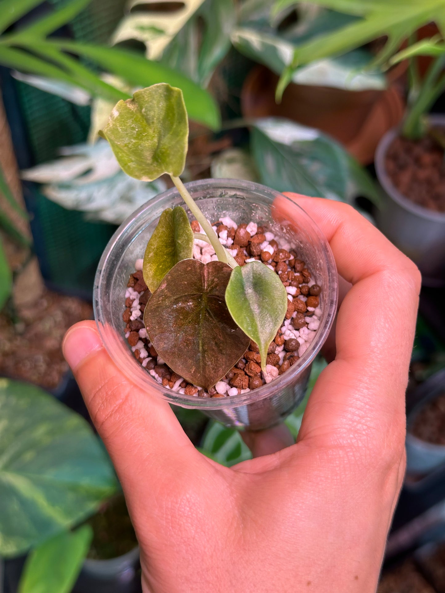 Alocasia cuprea pink variegata