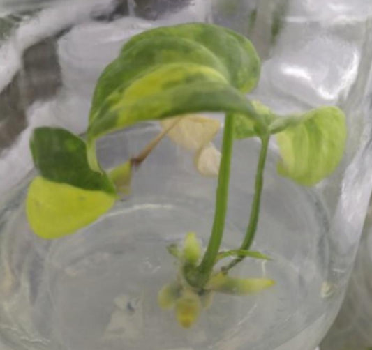 Anthurium Clarinervium Var TC Précommande