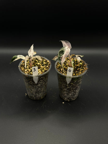 Alocasia Bambino Lava Pink