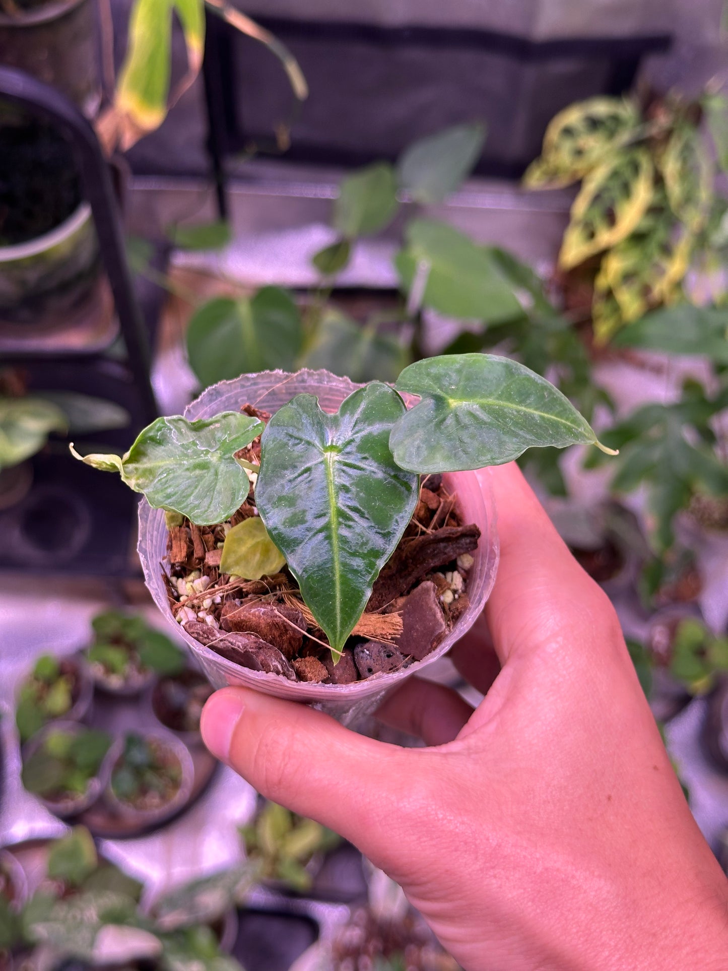 Alocasia frydek tattoo