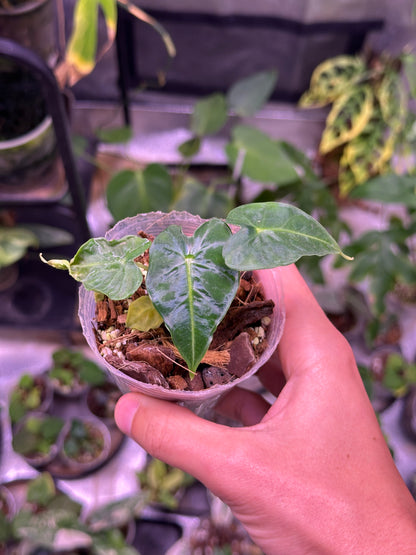 Alocasia frydek tattoo