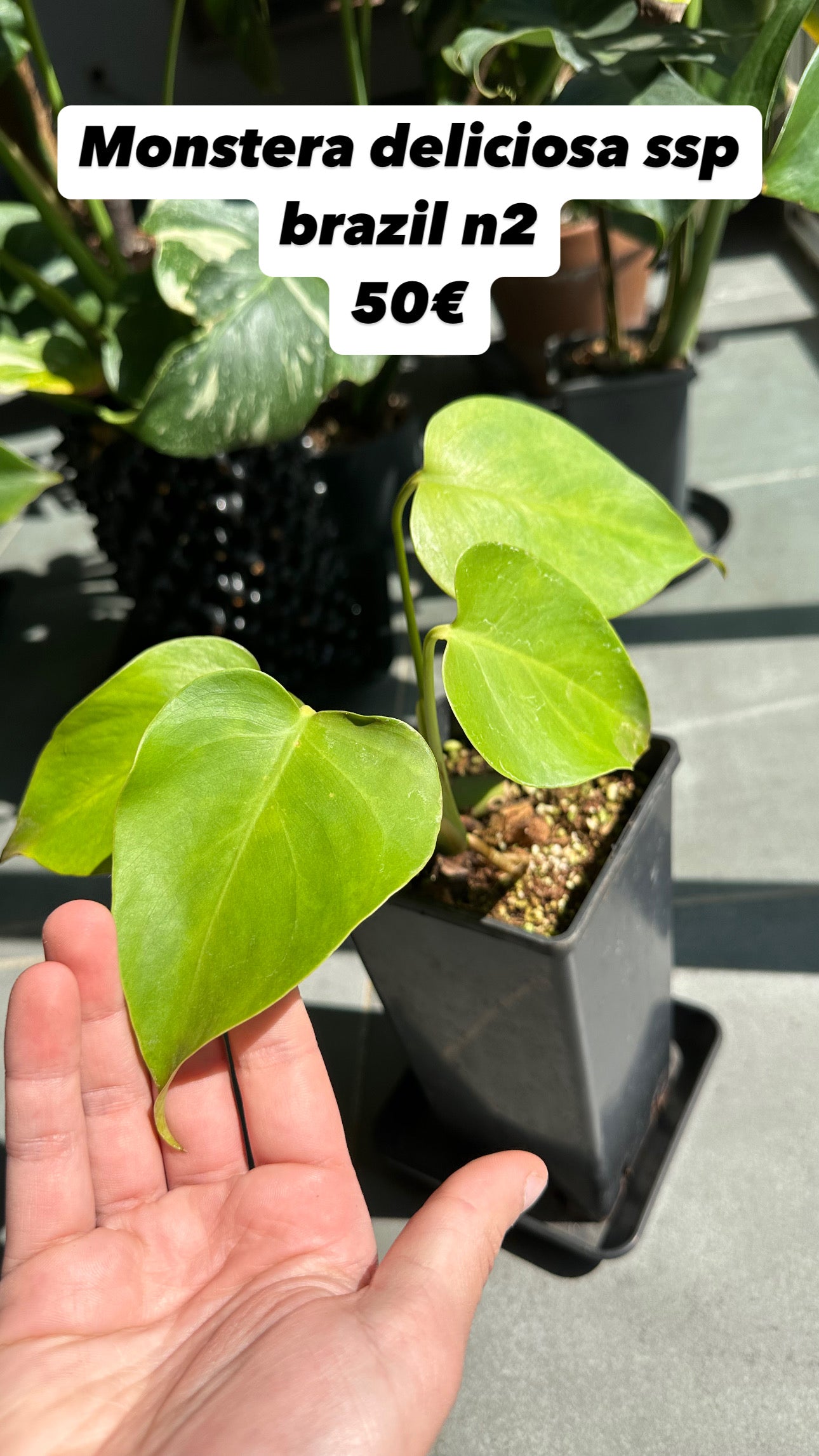 Monstera ssp Brazil