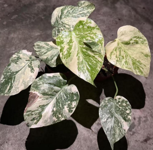 Monstera Cream Cheese TC Précommande