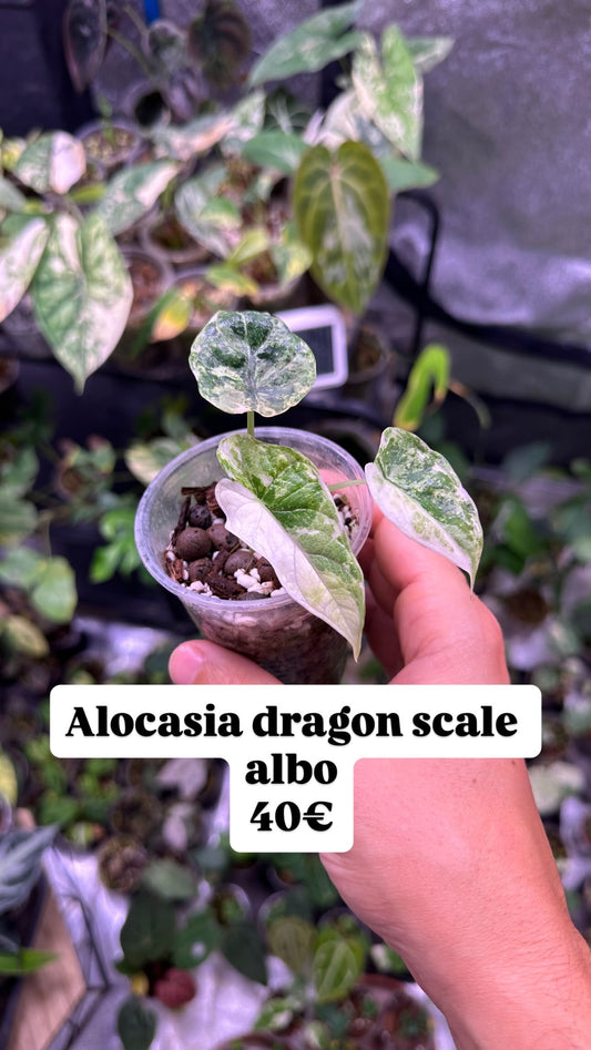 Alocasia dragon scale variegata