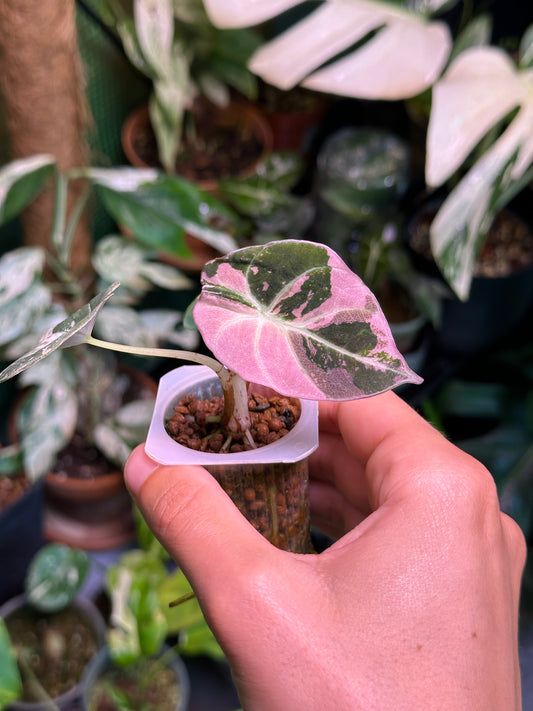 Alocasia Black Velvet Pink Var TC Précommande