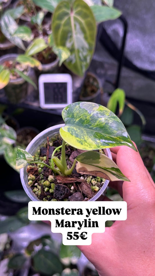 Monstera yellow marilyn