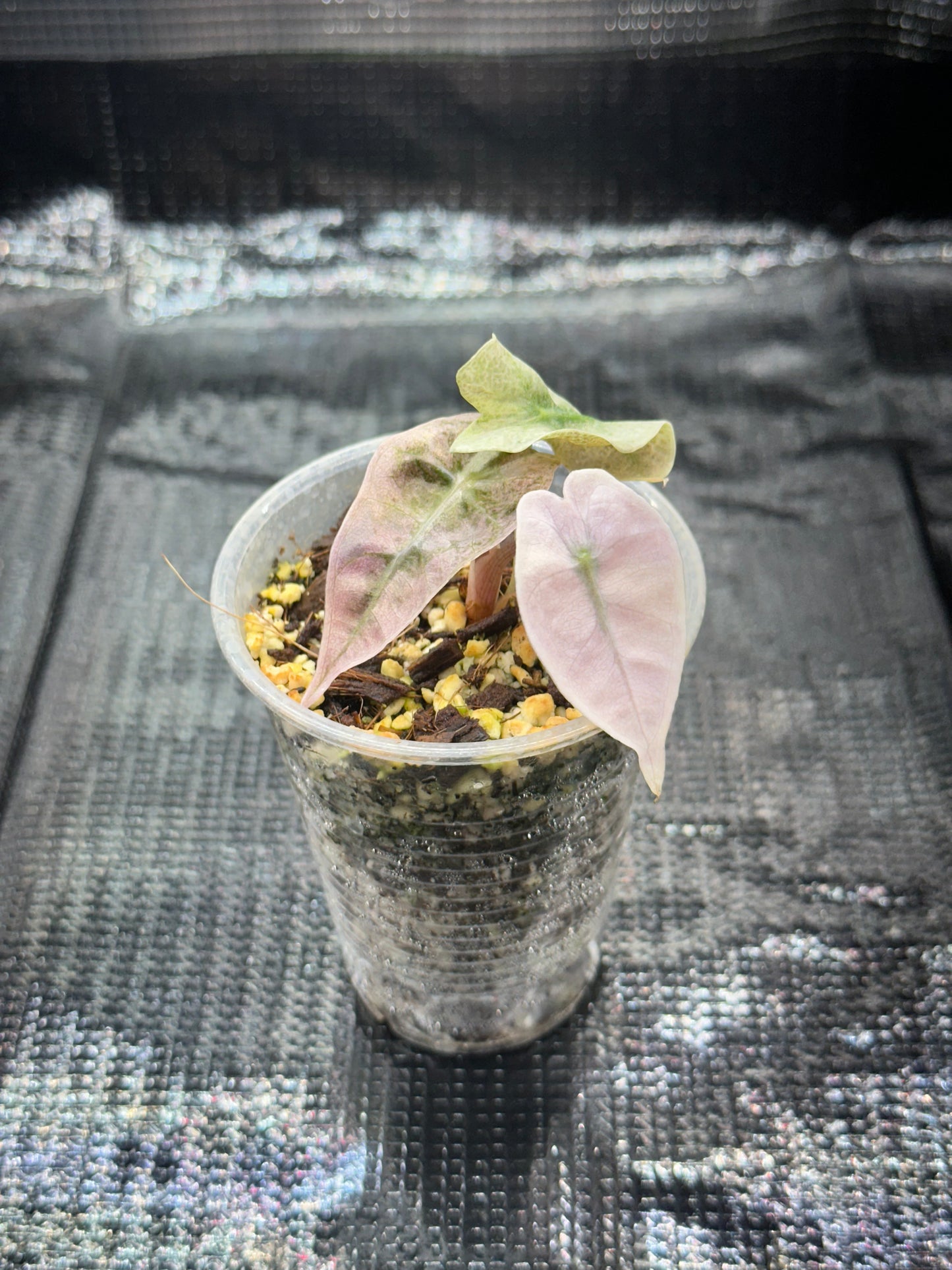 Alocasia Polly Pink Mint