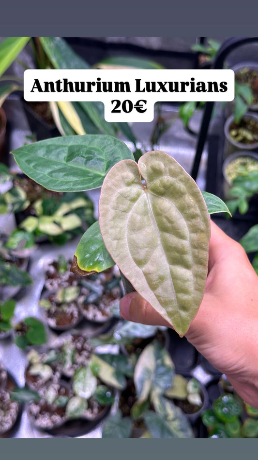 Anthurium luxurians