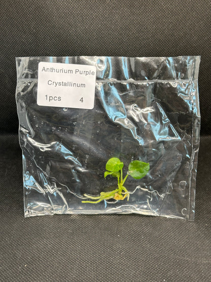Anthurium purple crystallinum TC