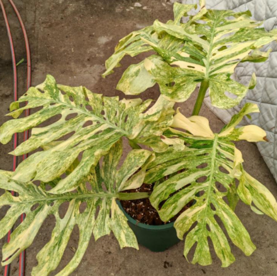 Monstera Legacy TC Précommande