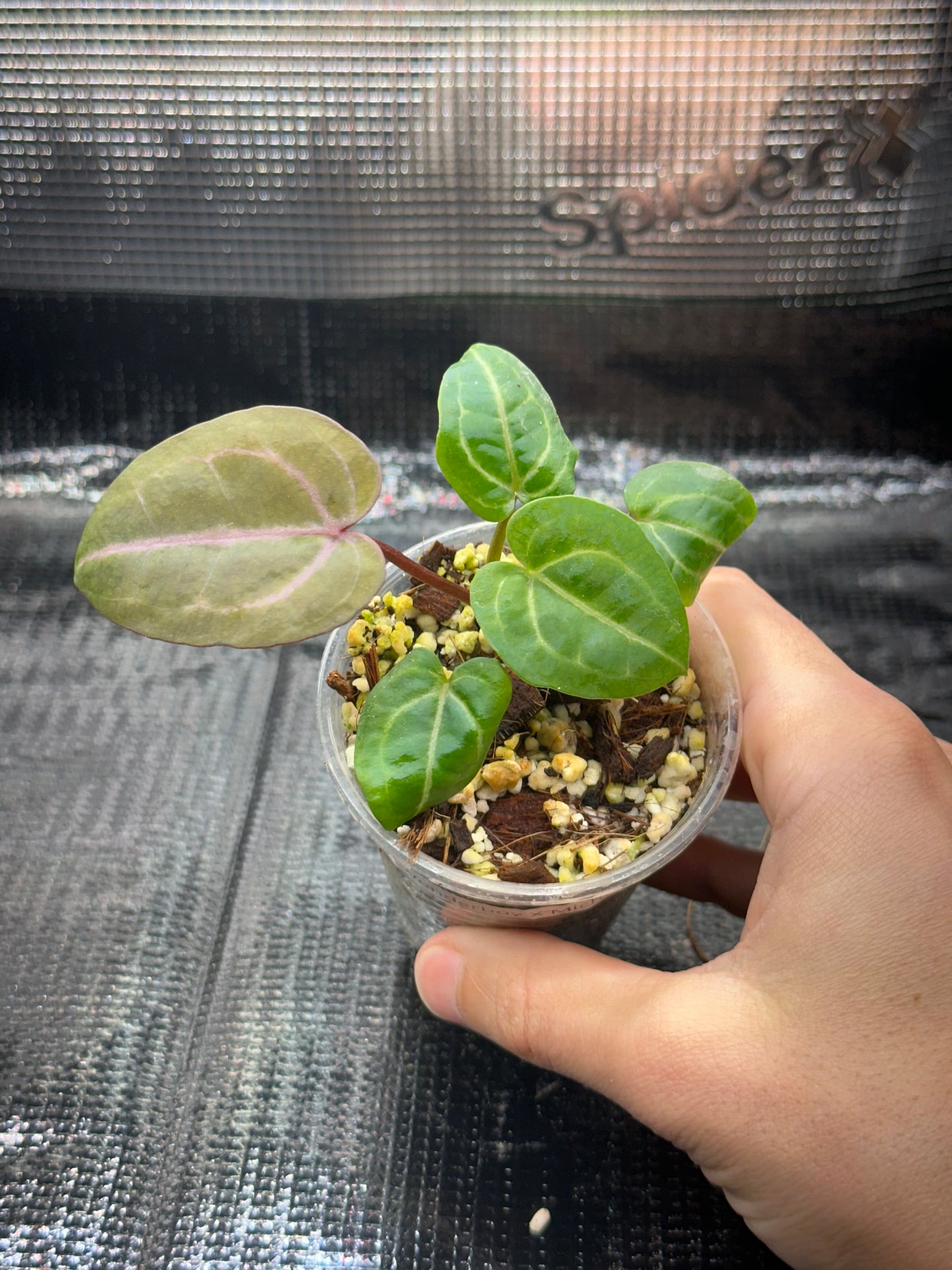 Anthurium Wonderboy X Michelle