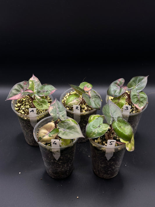 Alocasia Yucatan Pink Variegata