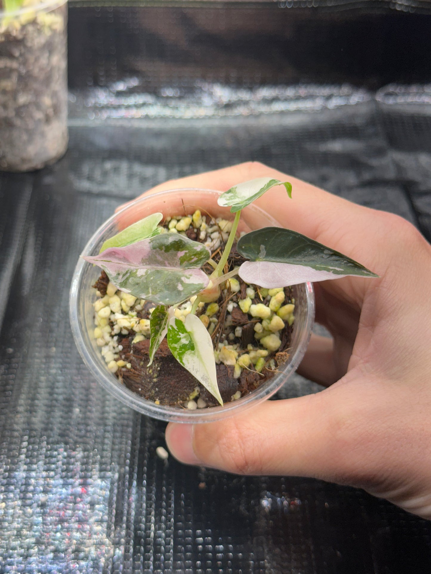 Alocasia bambino pink variegata