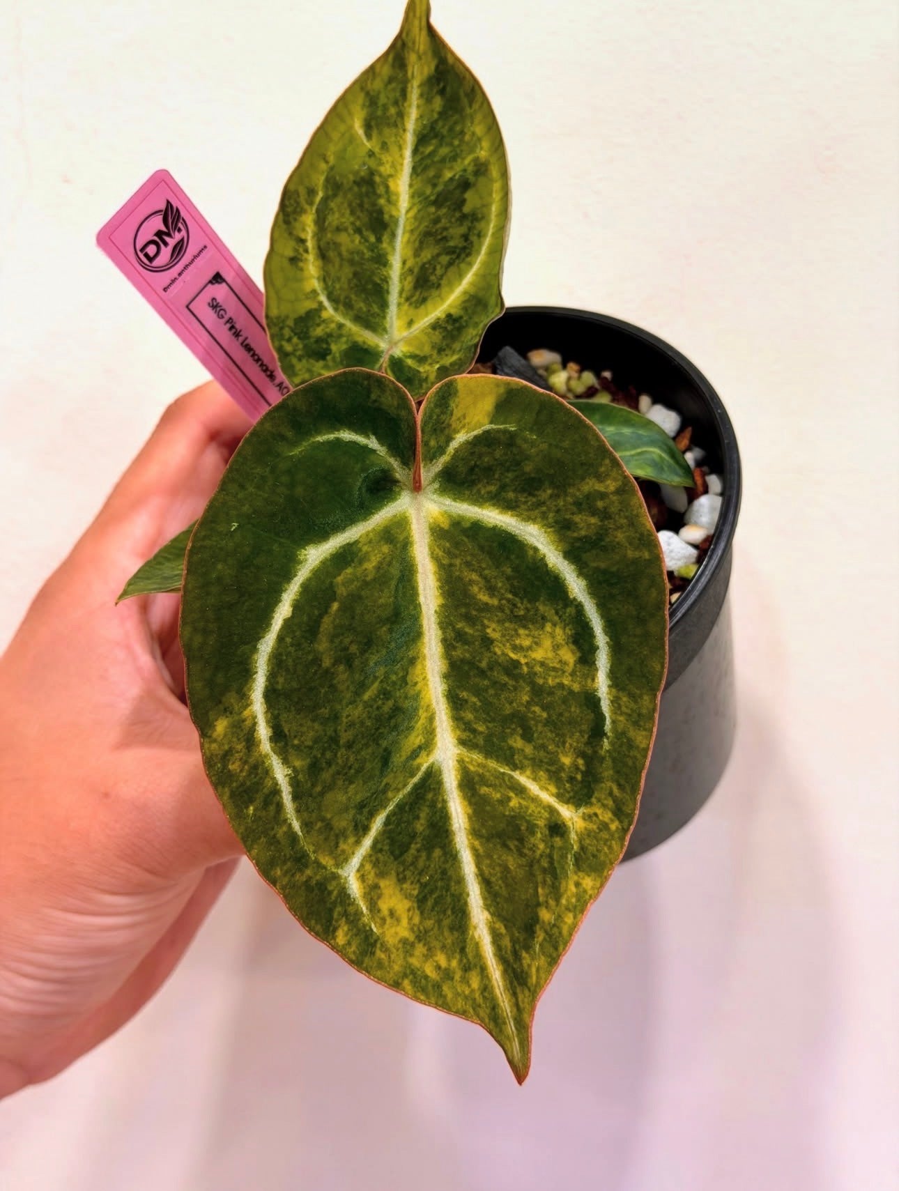 Anthurium SKG Pink.AOS x Michelle