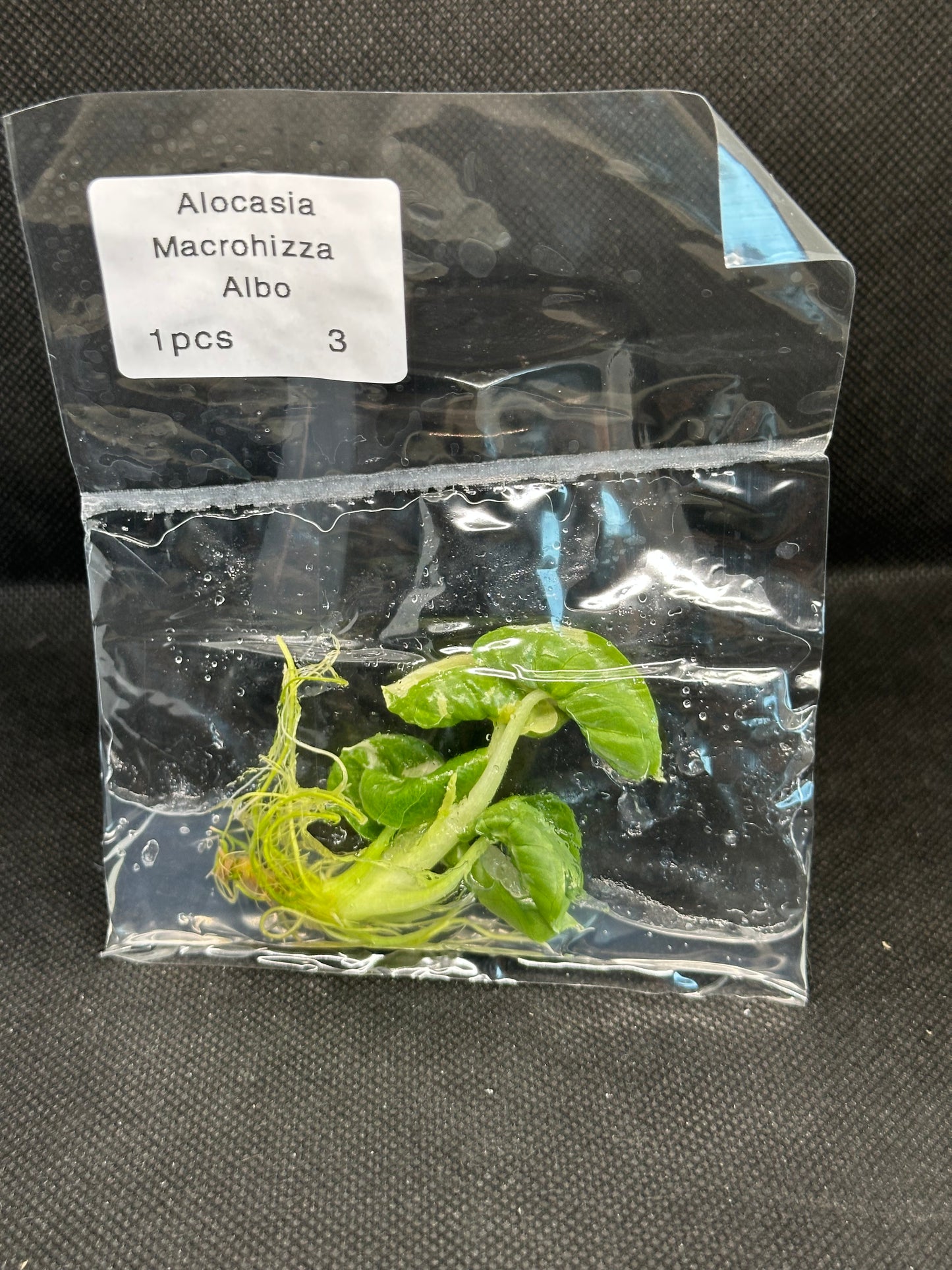 Alocasia macrohizza albo variegata TC