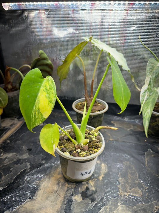 Monstera yellow marilyn