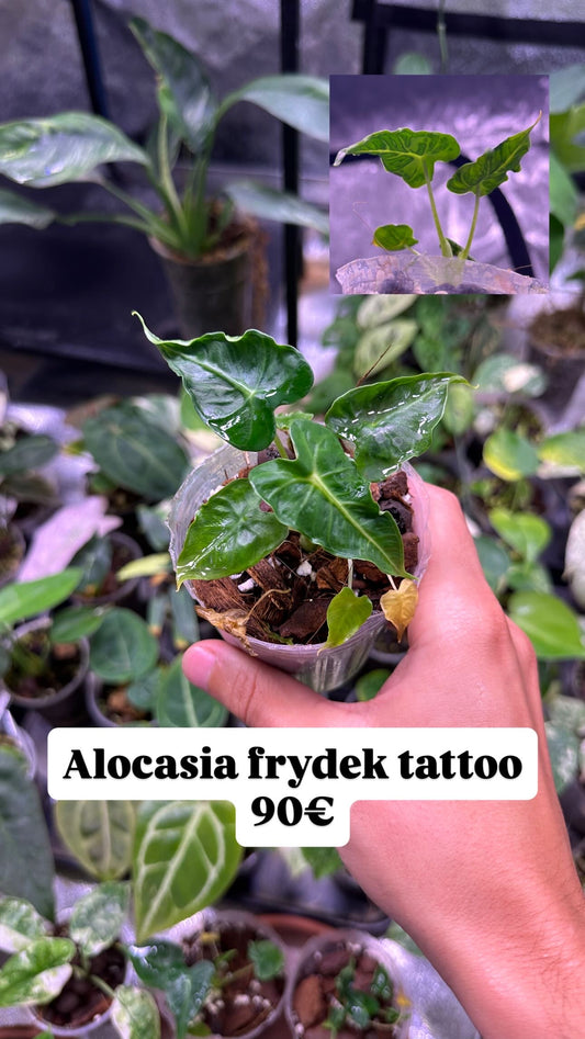 Alocasia frydek tattoo
