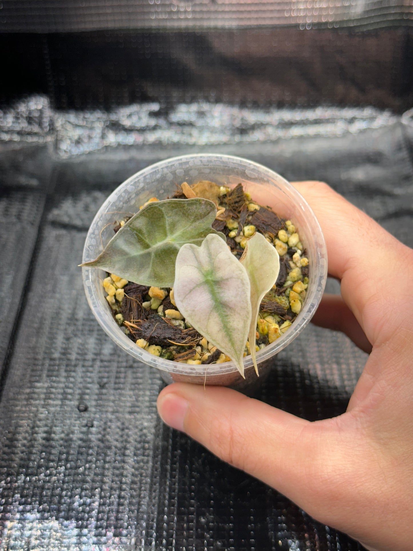 Alocasia Polly Pink Mint