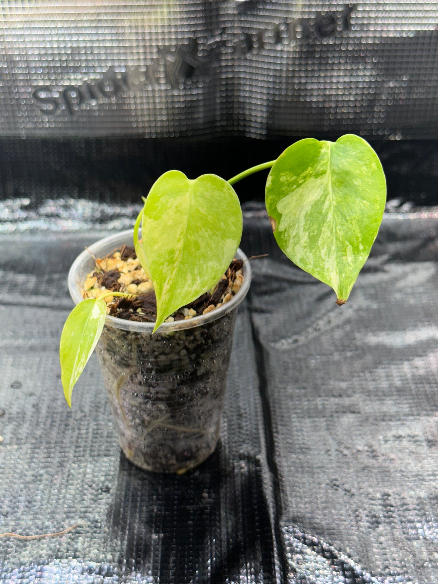 Monstera yellow marilyn